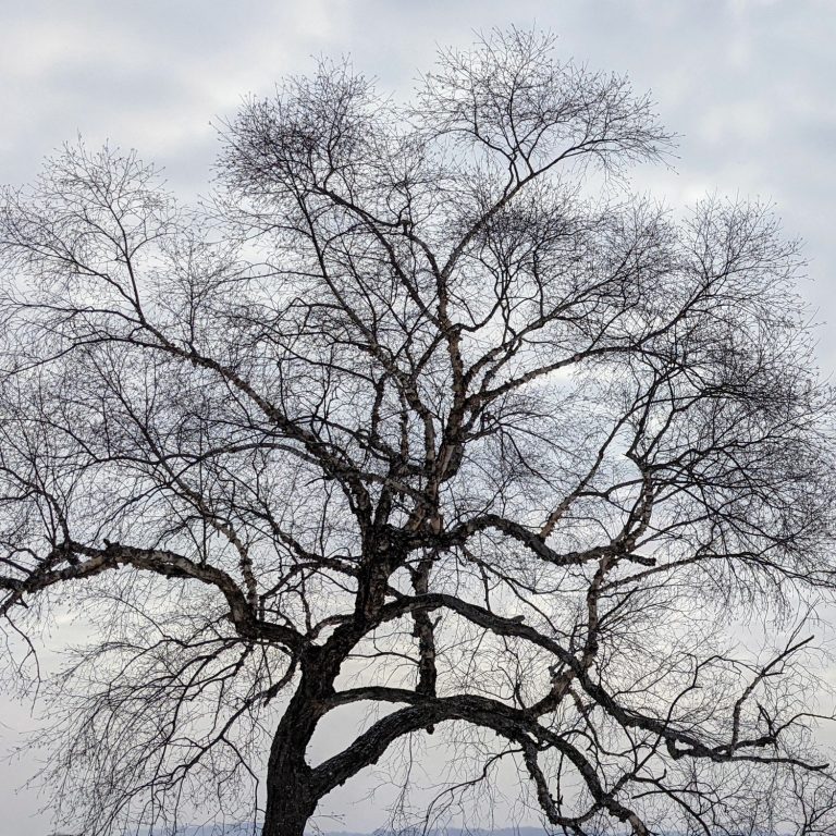 A tree with bare branches against a gray winter sky.